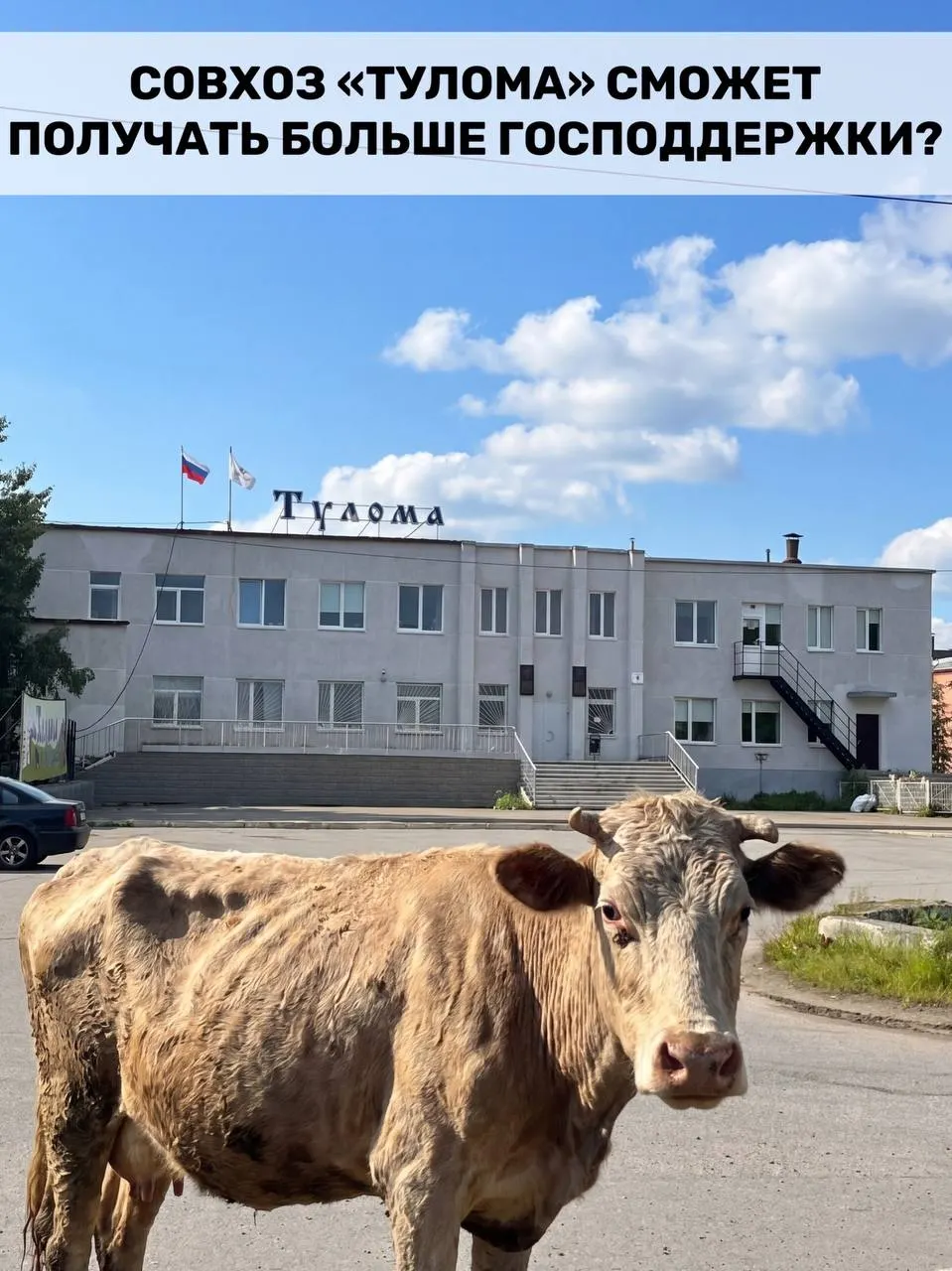 Правительство разрешило получать федеральную поддержку фермам, если более 25% их собственности принадлежит государству или муниципалитету. Для Мурманской области это важно, но на фоне проблем в совхозе «Тулома» остаётся сомнение — успеет ли помощь прийти вовремя.