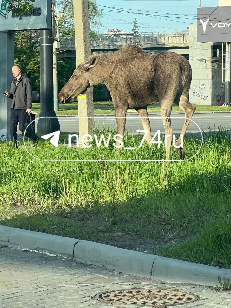 С утра в центре Челябинска замечают лосиху. Жители сигнализируют в экстренные службы, в ЕДДС подтвердили поступление нескольких сообщений.