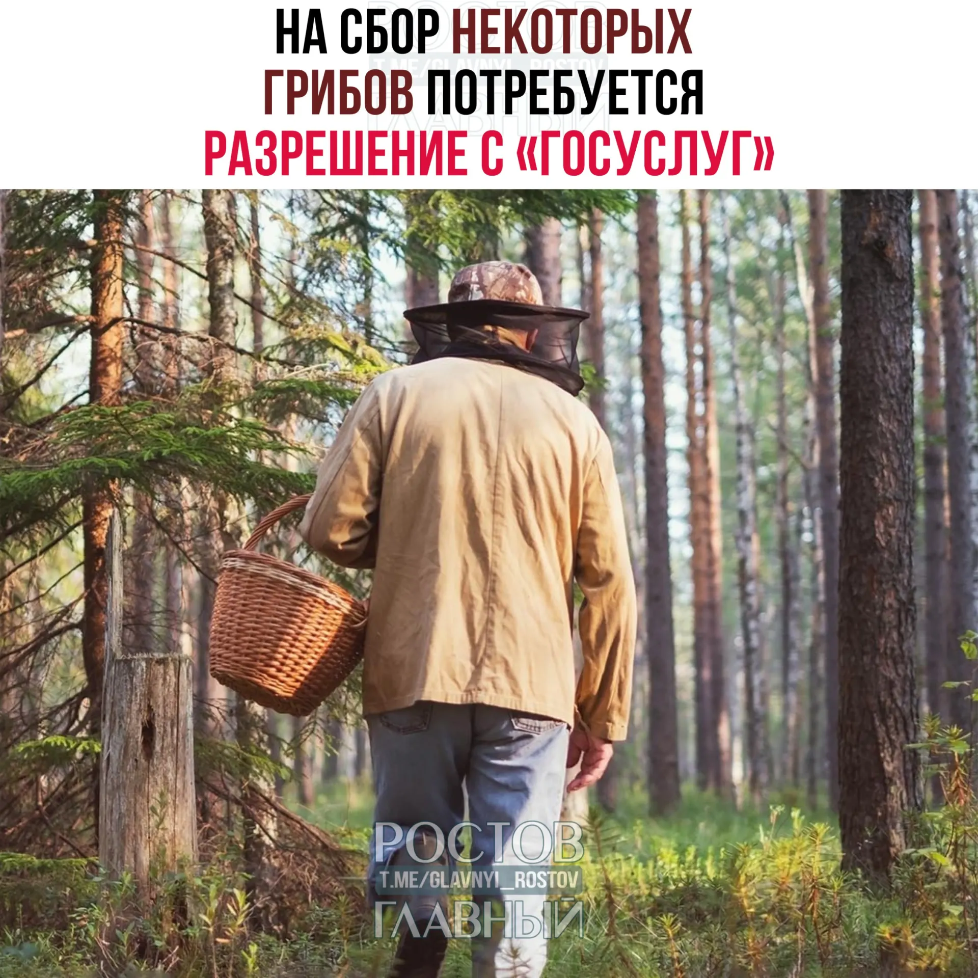 Для сбора отдельных редких видов грибов будет нужно оформлять пропуск на портал «Госуслуги». Заявки будут рассматривать до 15 дней; сбор краснокнижных грибов без разрешения грозит уголовной ответственностью.