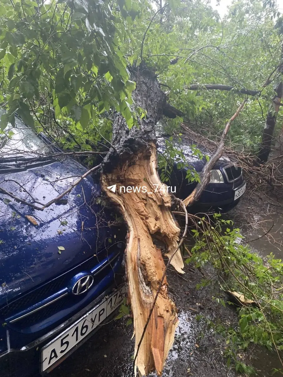 После сильного дождя на улице Энгельса, 69 дерево упало на два автомобиля и перегородило тротуар; жители жалуются, что уборка задерживается.