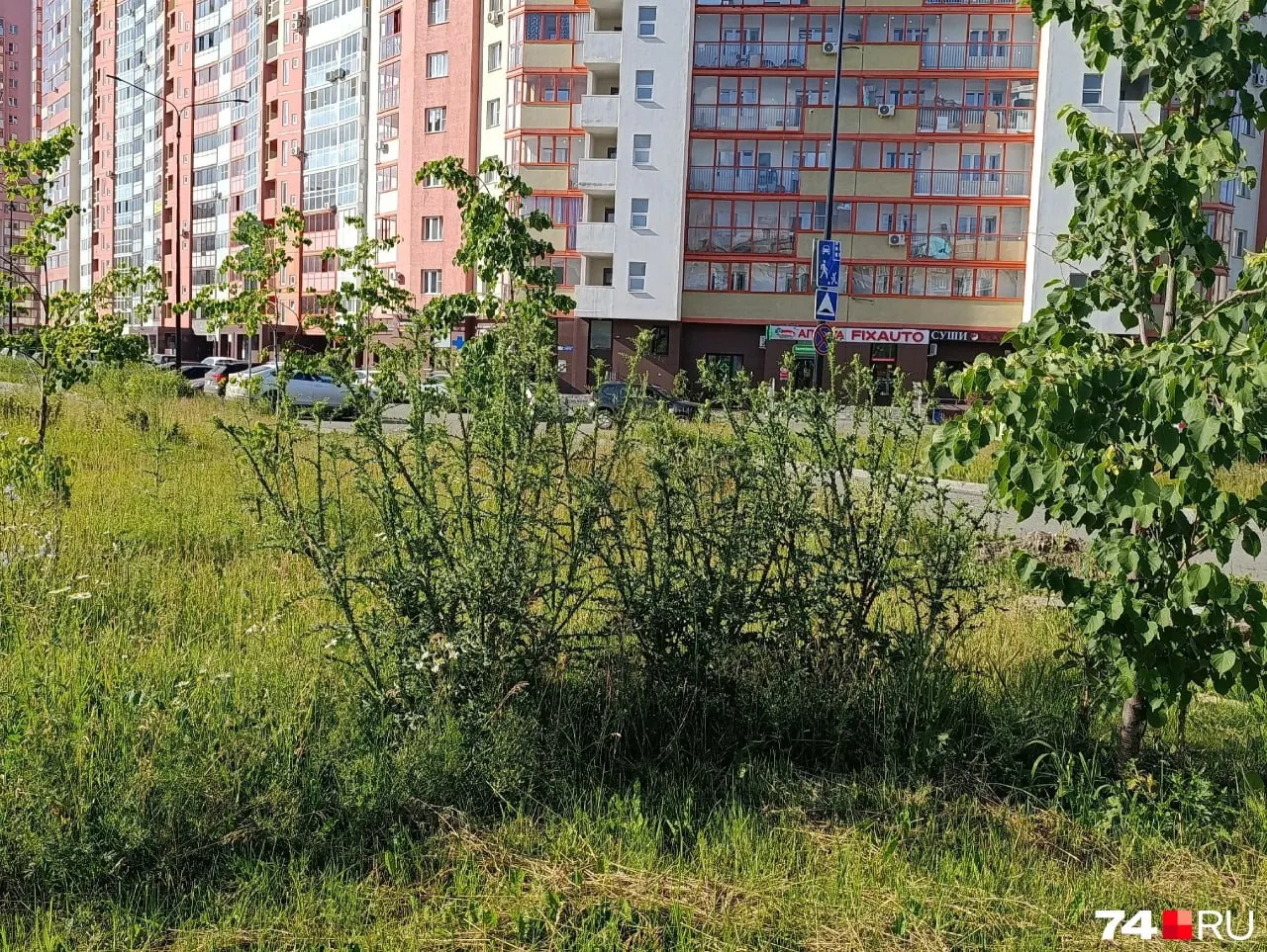 Трава в сквере при жилкомплексе выросла до человеческого роста. Горожане жалуются на запущенность, в мэрии пообещали вскоре постричь траву и оштрафовать подрядчика.