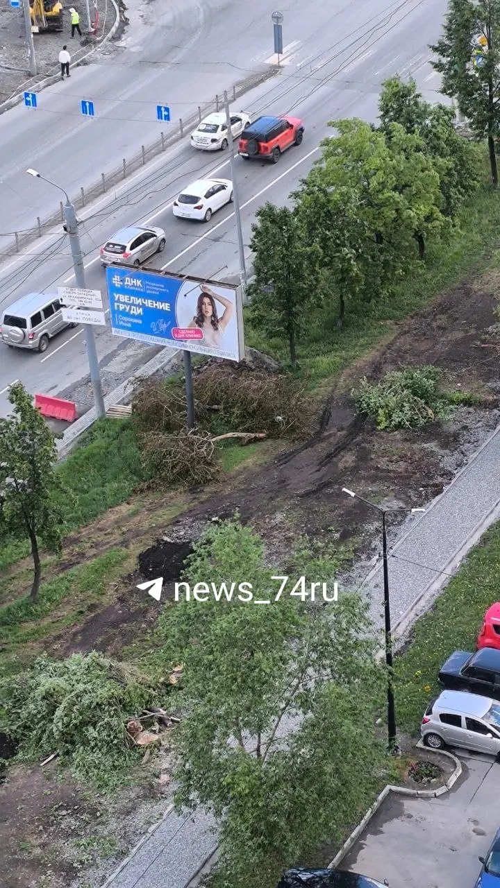 На участке между улицами Чичерина и 40‑летия Победы вырубили ряд шаровидных ив в рамках реконструкции улицы: на их месте планируют проложить пешеходную дорожку. По проекту срубят 119 деревьев на участке от Чичерина до Молодогвардейцев.