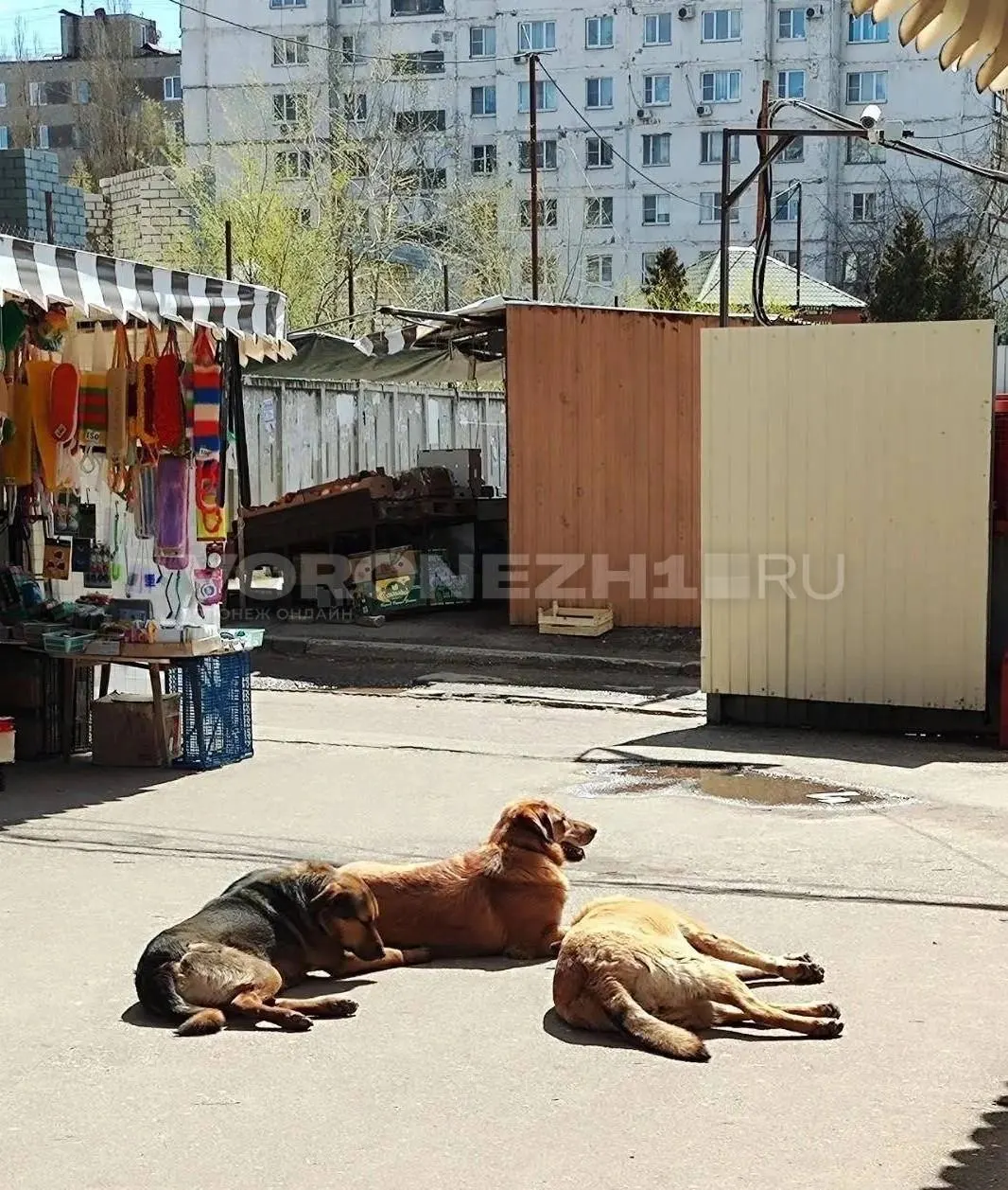 Глава Следкома затребовал доклад по делу; возбуждено уголовное дело о халатности — расследование теперь курирует федеральный уровень.