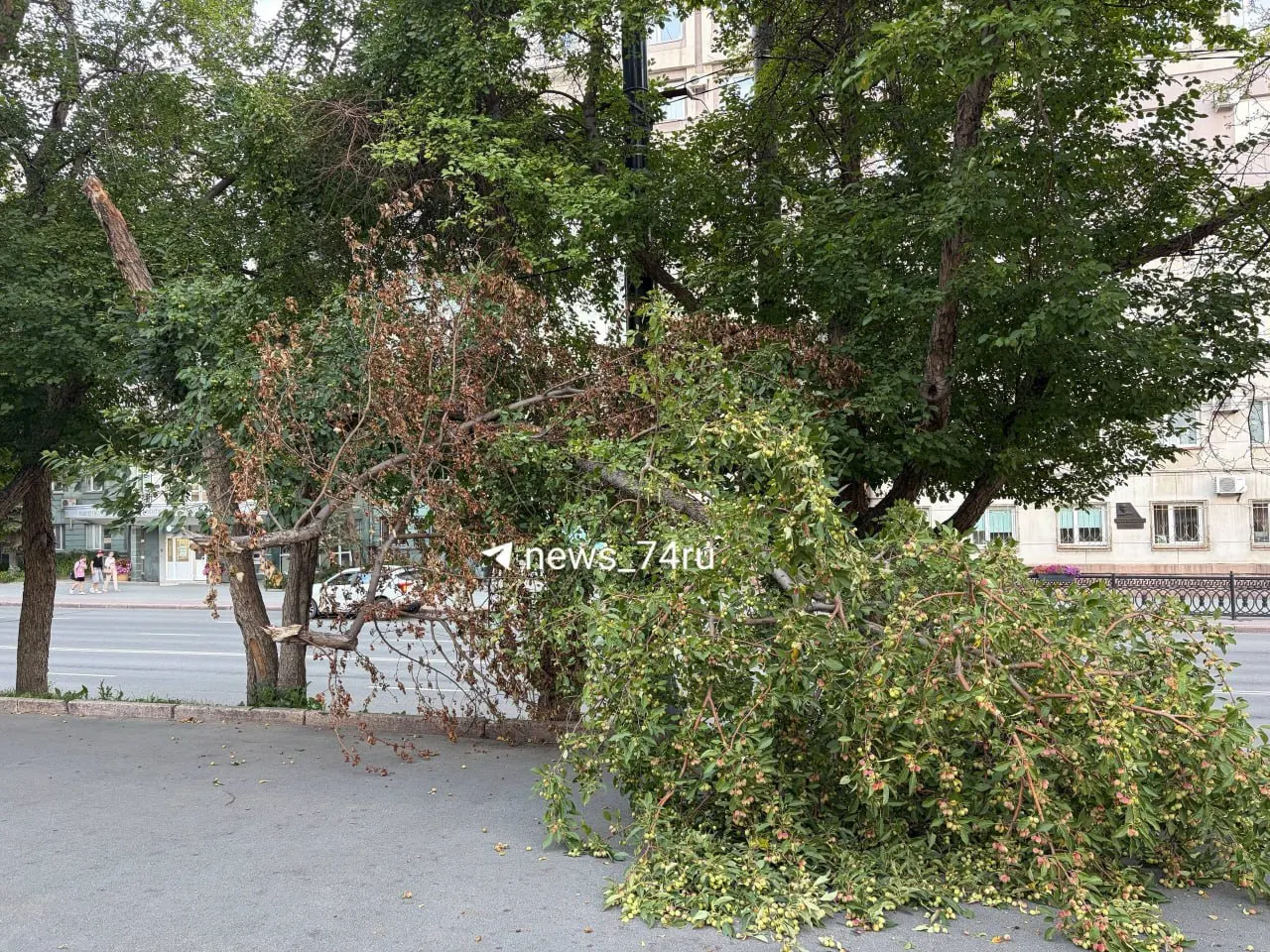 В районе ТЮЗа в Челябинске сильный ветер повредил дерево — очевидцы присылают фотографии с места.