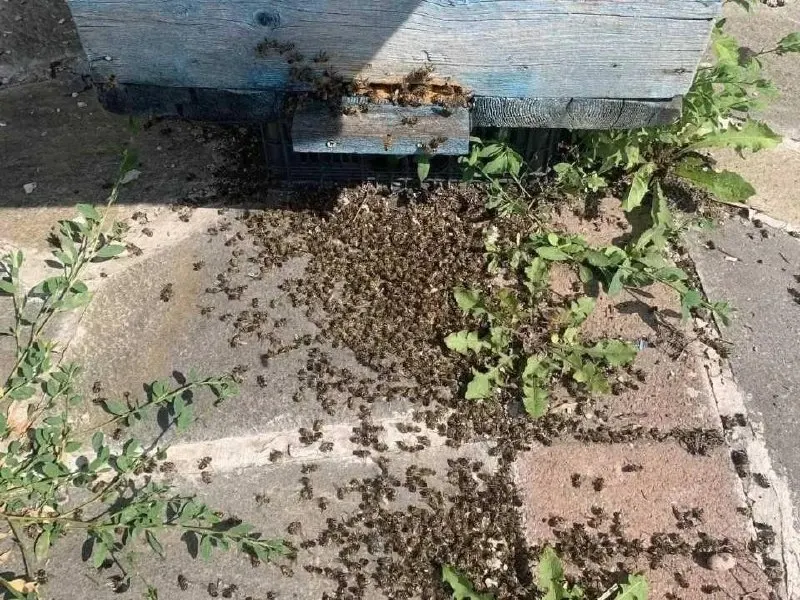 В пробах растений и почвы, отобранных после массовой гибели пчёл в Аргаяшском районе, выявлены пестициды. Проверка также обнаружила нарушения при оповещении населения и в учёте пчелиных семей; часть образцов остаётся на анализе.