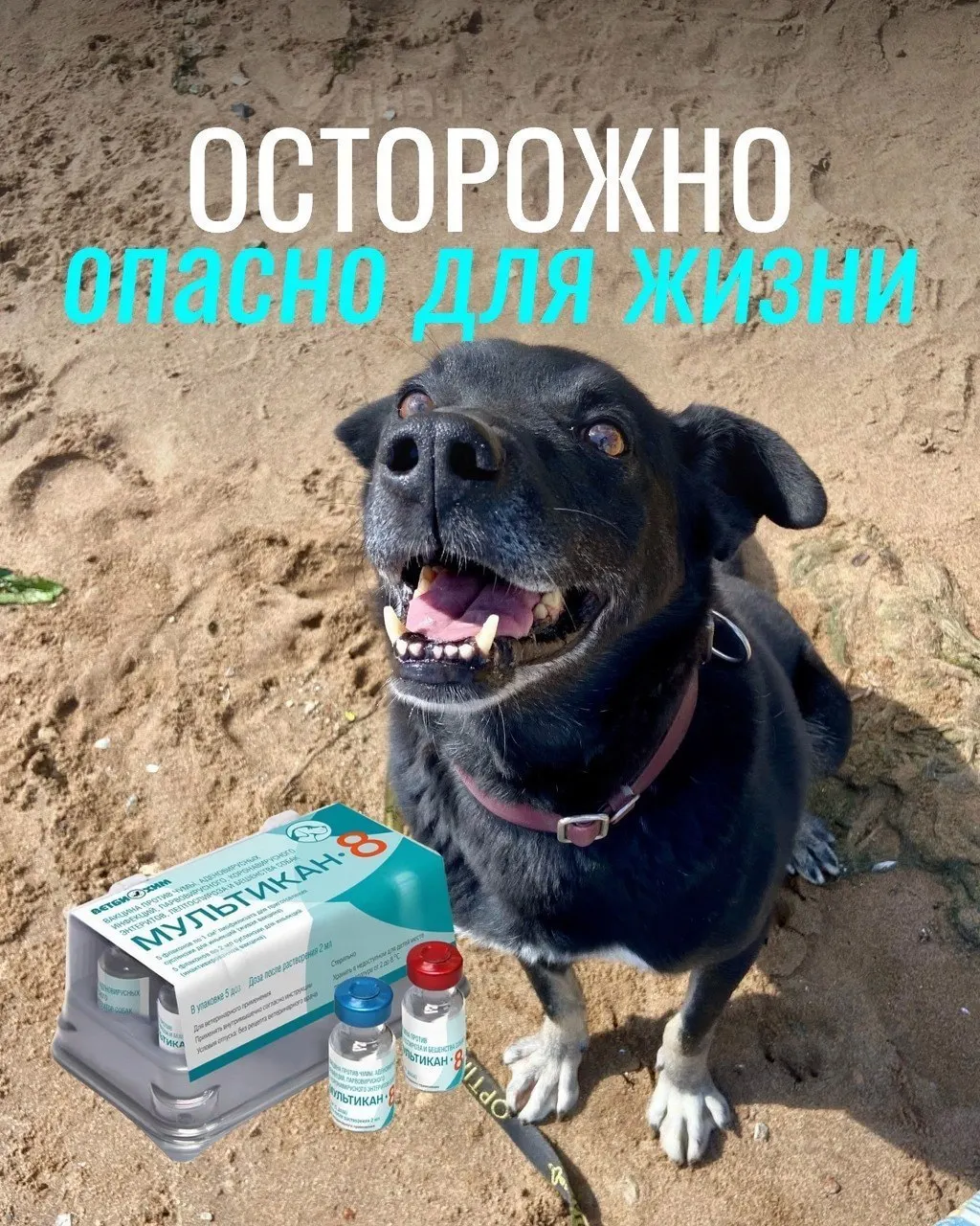 Владельцы сообщают о тяжёлых реакциях после вакцинации: судороги, рвота и другие осложнения. Части партий вакцины отозваны, причинность пока не подтверждена.