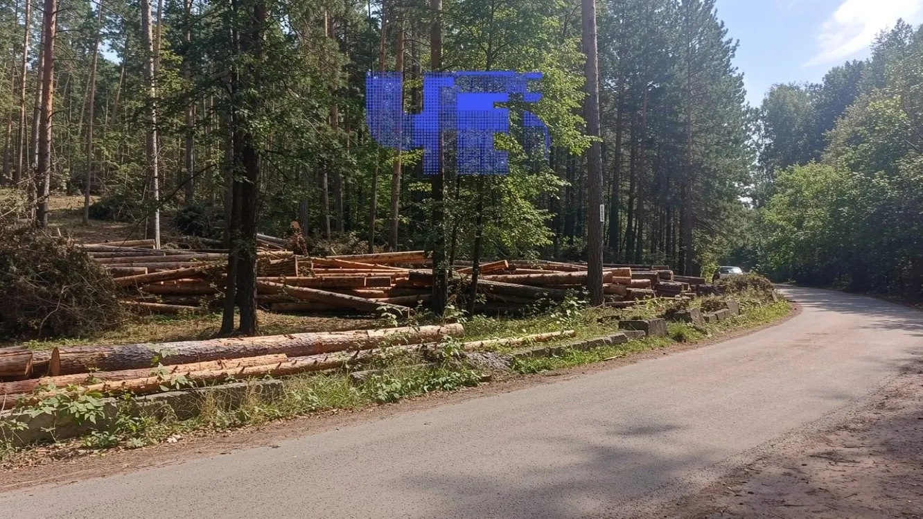 Очевидцы зафиксировали вырубку десятков здоровых сосен у яхт-клуба «Чайка» и базы «Закат» на берегу озера Тургояк.