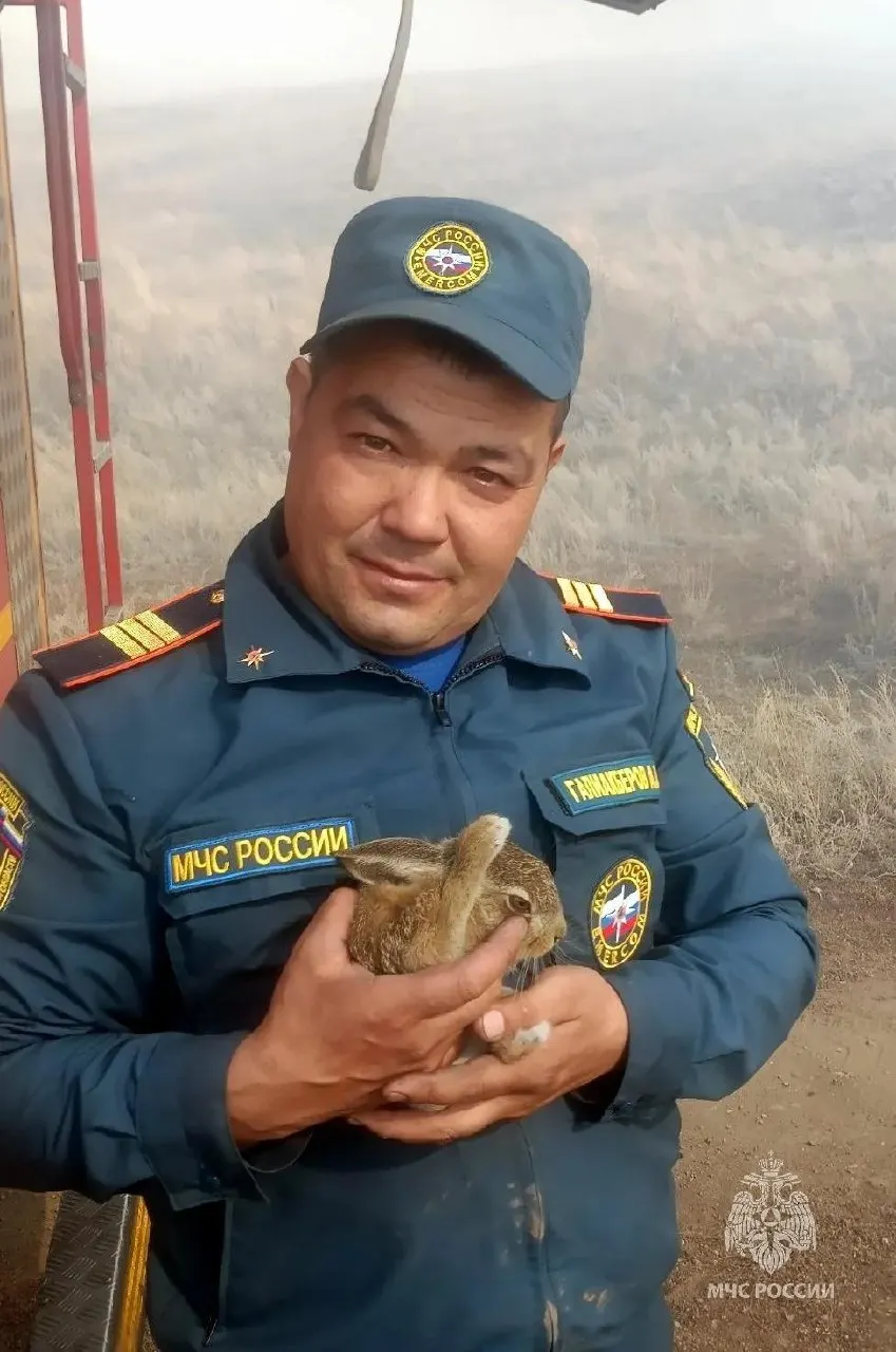 Во время ликвидации пожара возле поселка Мусин зайчонок не сопротивлялся и позволил себя взять на руки; животное напоили водой и передали местным жителям, которые обещали вернуть его в нетронутый лес.