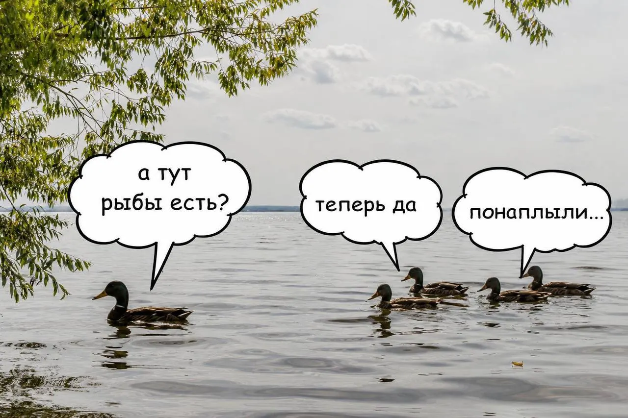 Экологи запустили крупную партию мальков сазана в водоем, чтобы поддержать биобаланс экосистемы и снизить запахи от цветения водорослей.